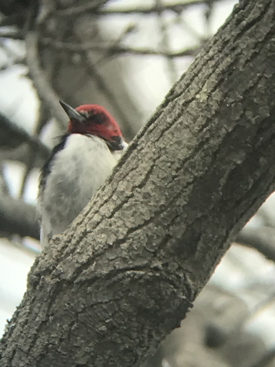 Red-headed Woodpecker - ML617611640