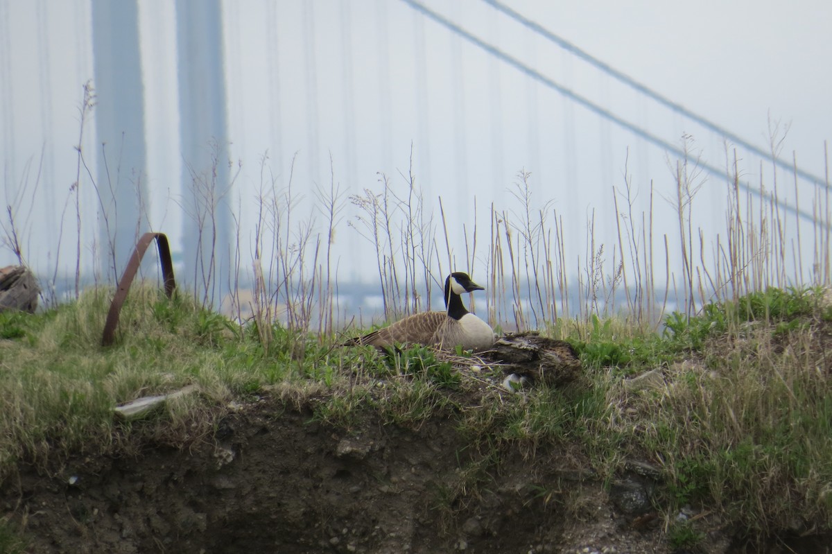 Canada Goose - ML617611647