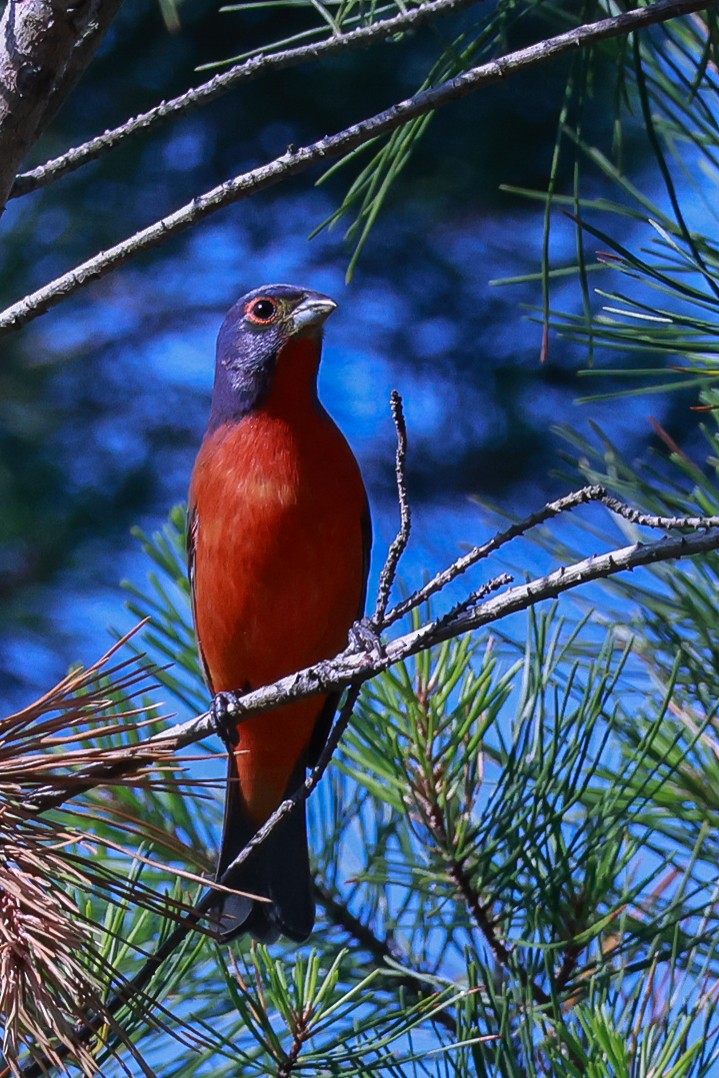 Painted Bunting - ML617611648