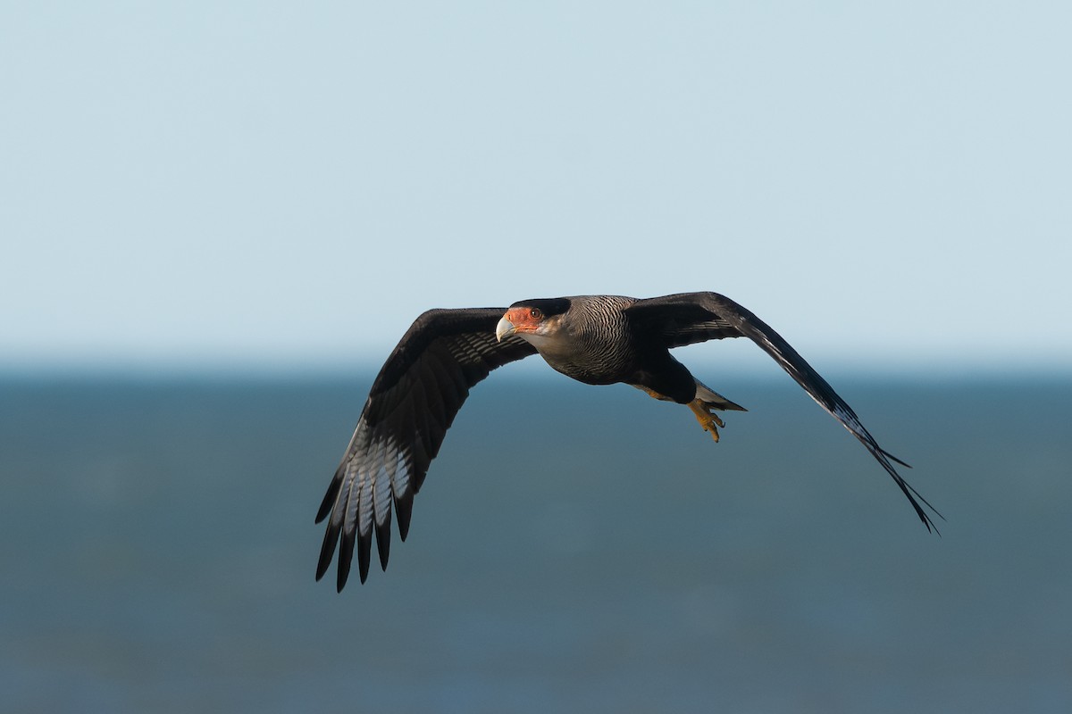 Crested Caracara - ML617611650