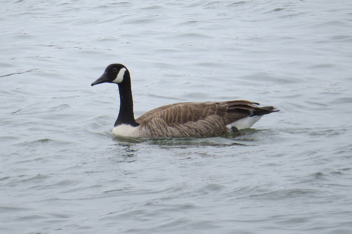 Canada Goose - ML617611652