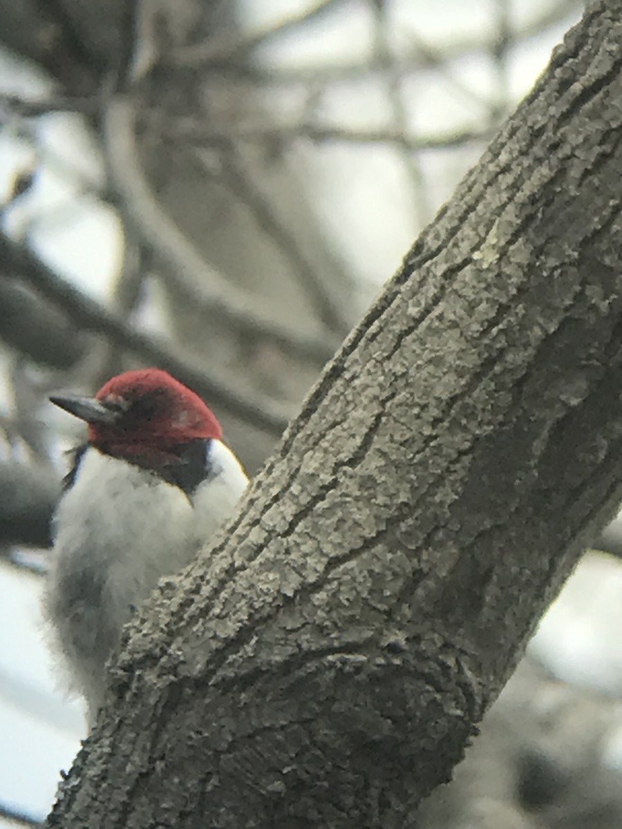 Red-headed Woodpecker - ML617611654