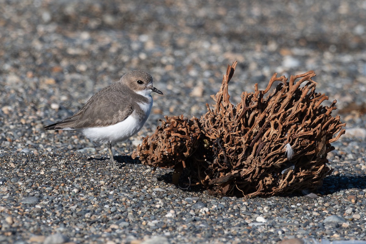 Two-banded Plover - ML617611659