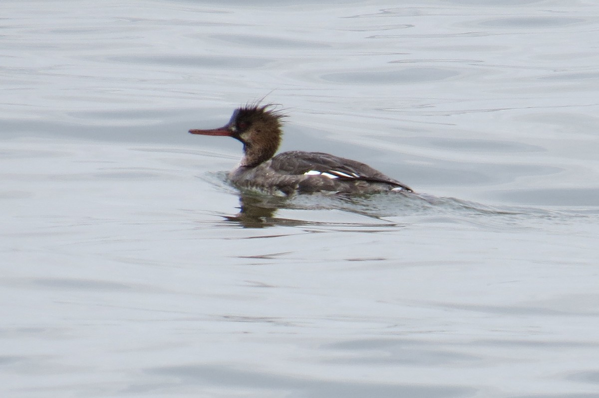 Red-breasted Merganser - ML617611663