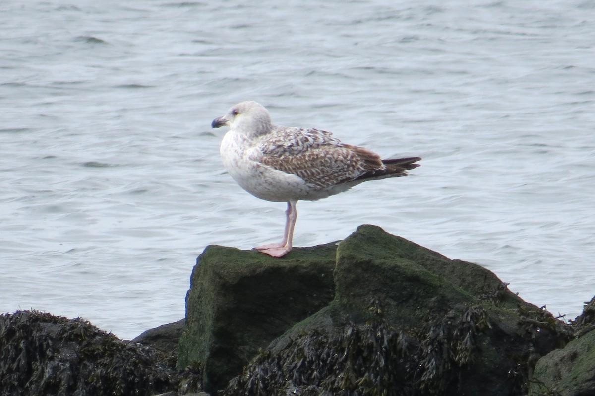 Ring-billed Gull - ML617611671