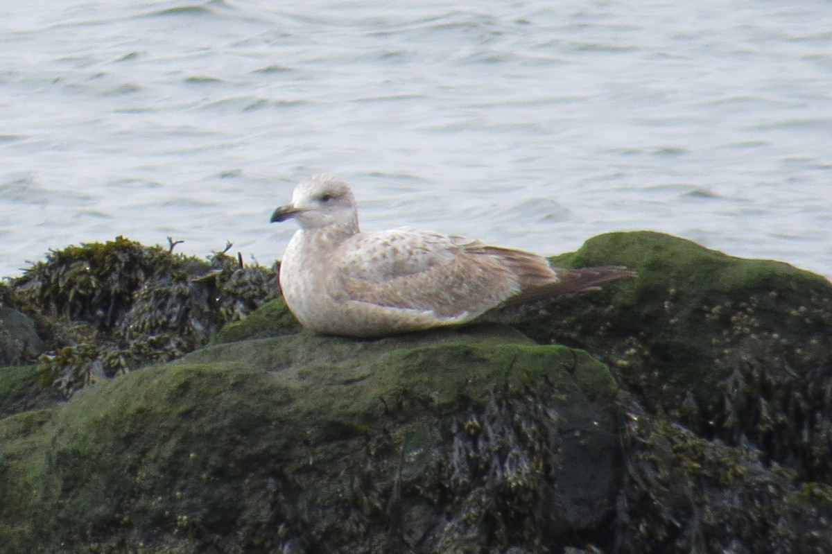 Ring-billed Gull - ML617611672