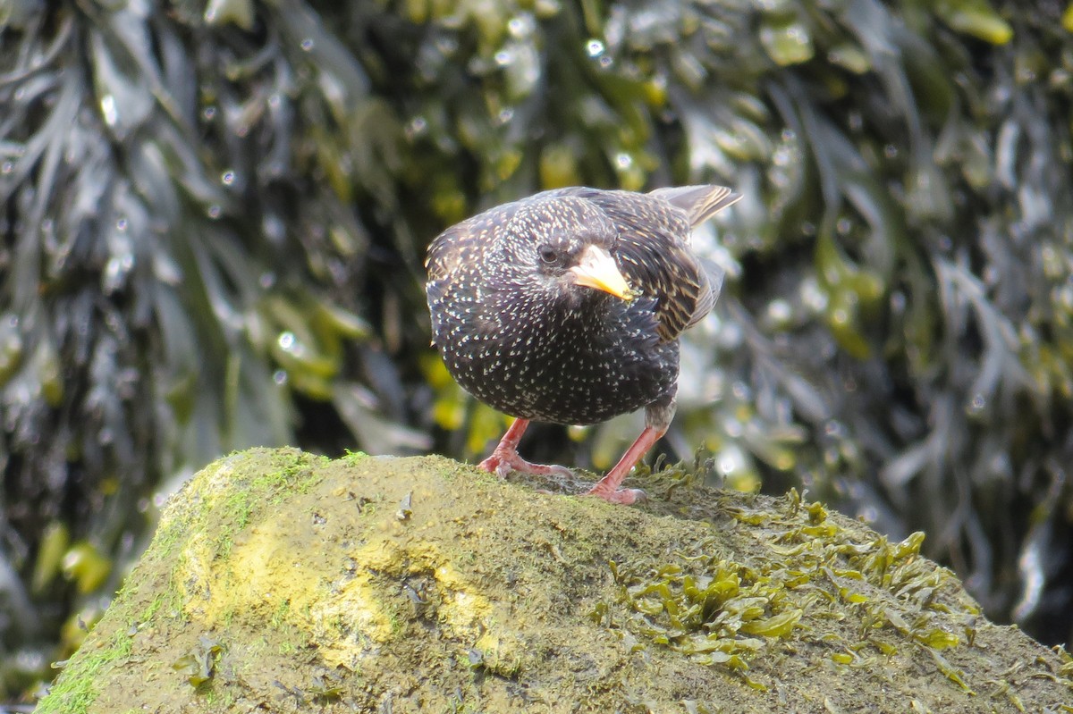 European Starling - ML617611689