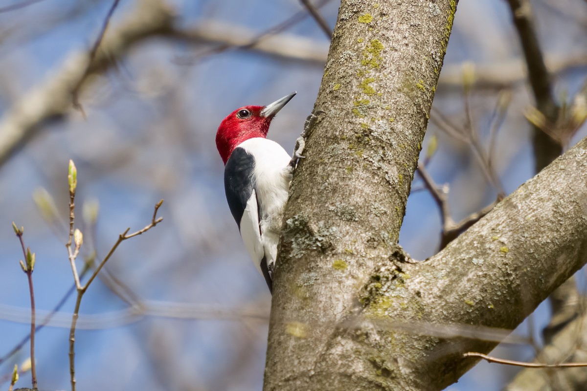 Red-headed Woodpecker - Dylan Buell