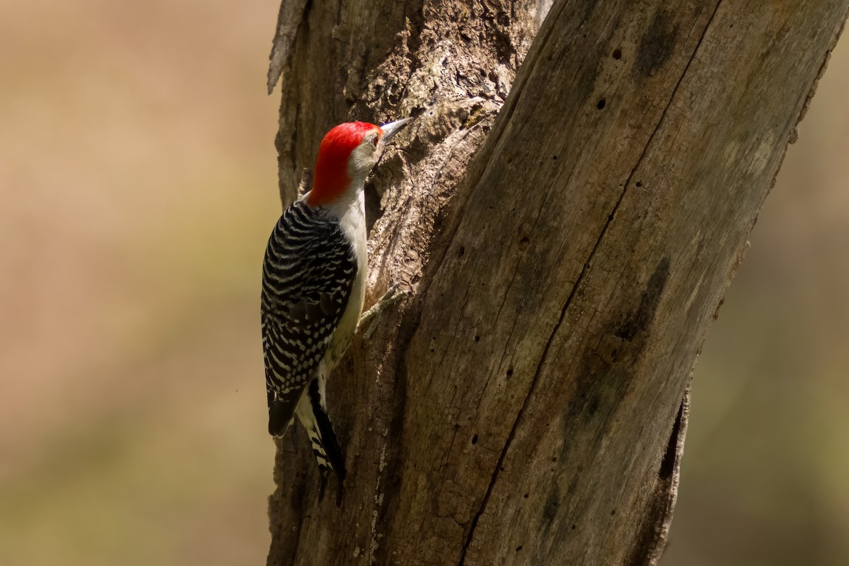 Red-bellied Woodpecker - Dylan Buell