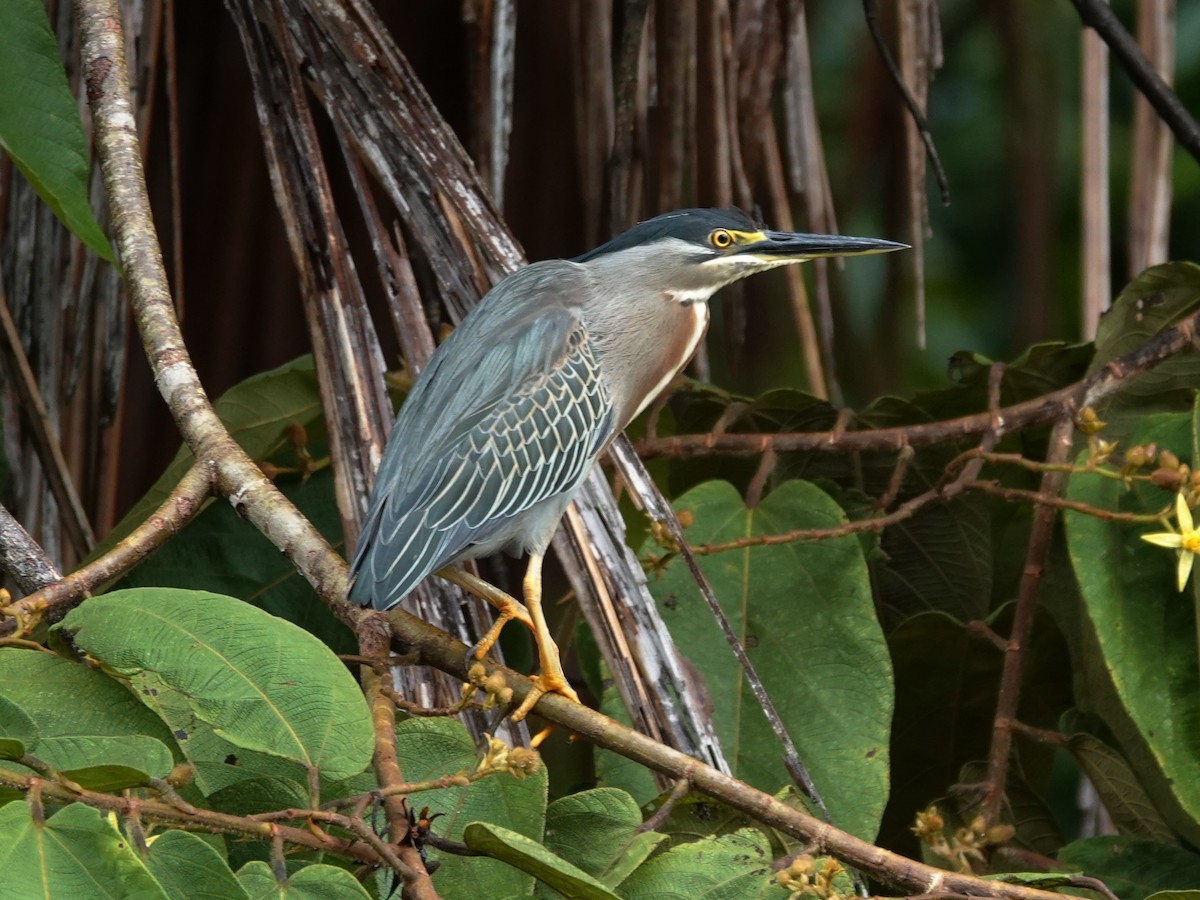 Striated Heron (South American) - ML617611695