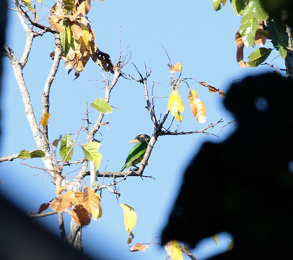 Lineated Barbet - ML617611697