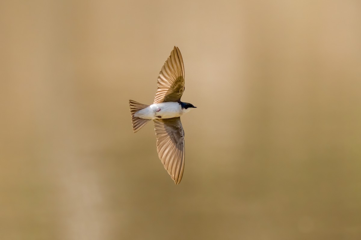 Tree Swallow - Dylan Buell