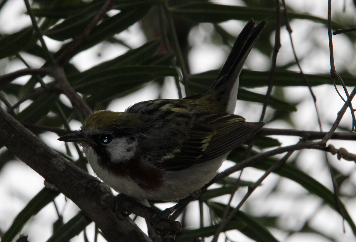 Chestnut-sided Warbler - ML617611711