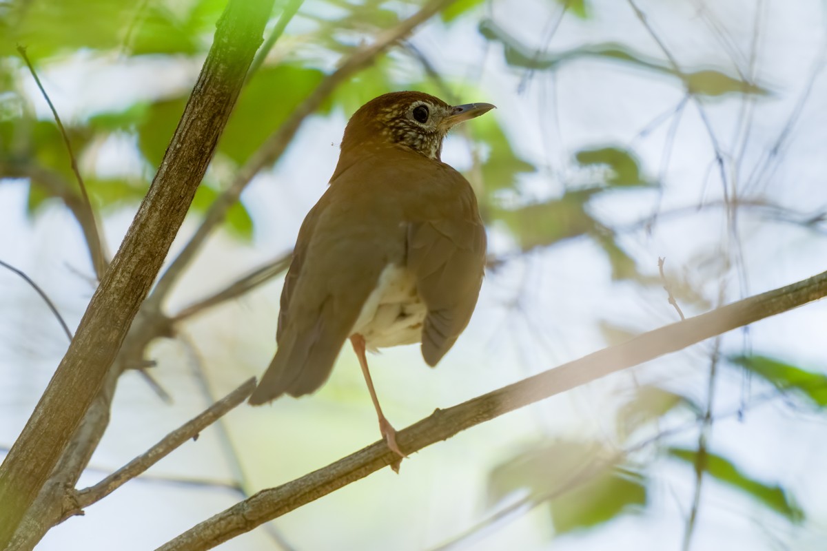 Wood Thrush - ML617611723