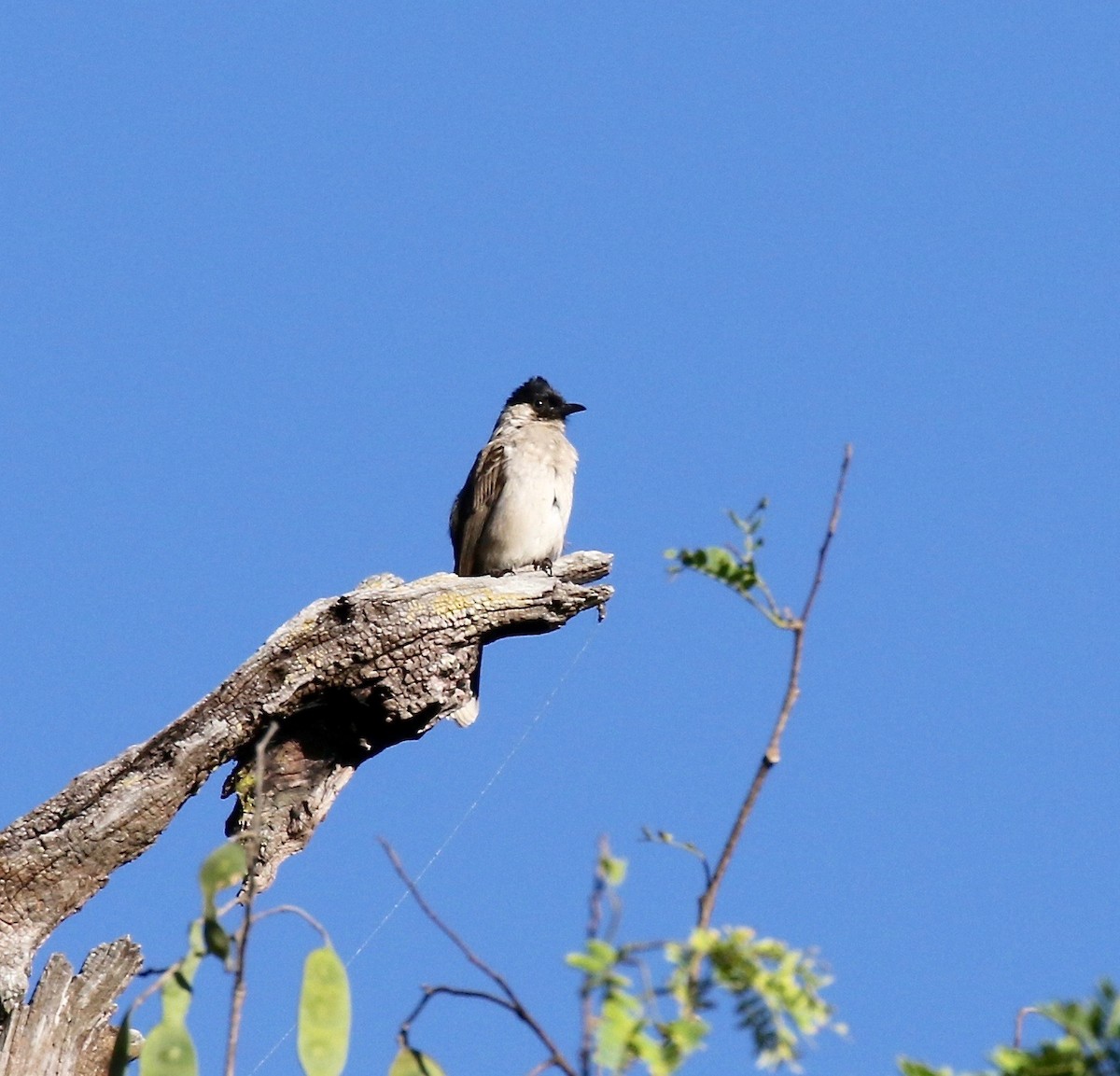 Sooty-headed Bulbul - ML617611735