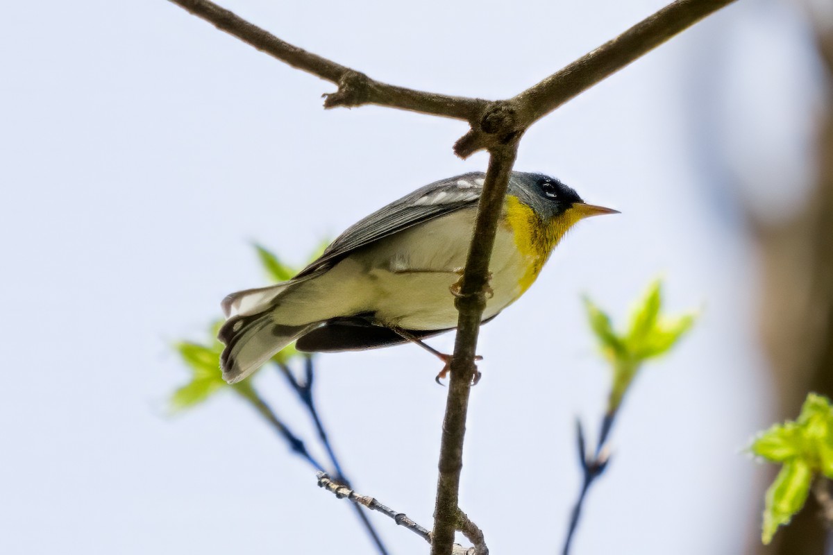 Northern Parula - ML617611736