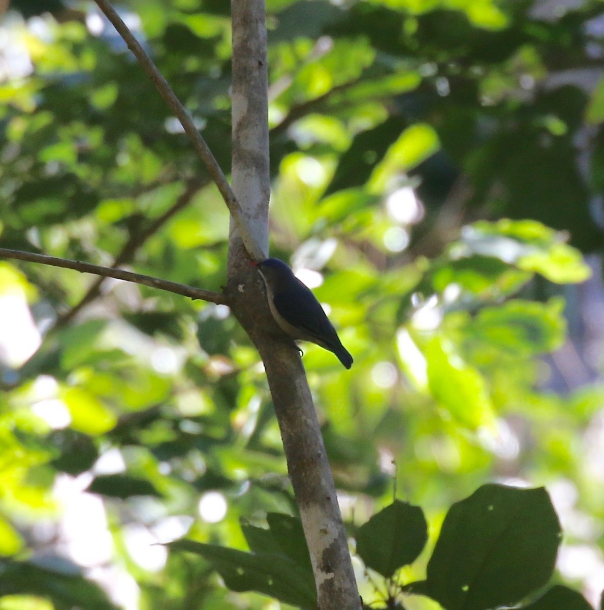 Velvet-fronted Nuthatch - ML617611753