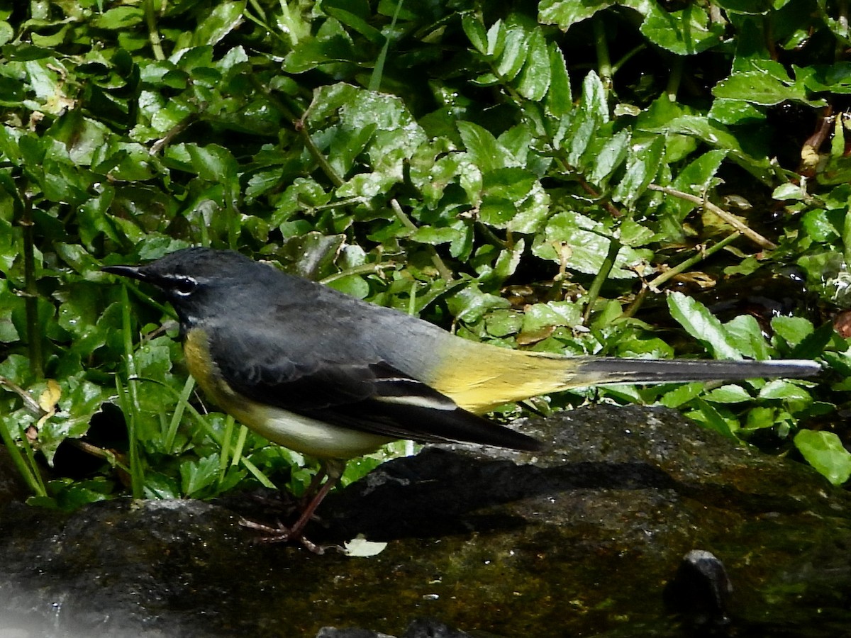 Gray Wagtail - Rainer Opitz