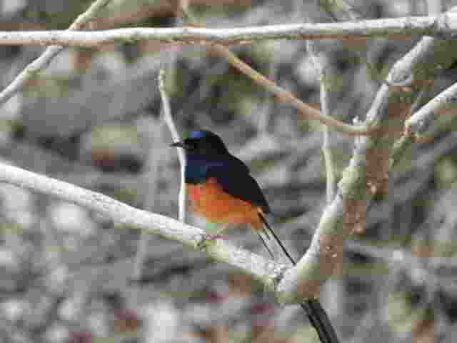 White-rumped Shama - ML617611805