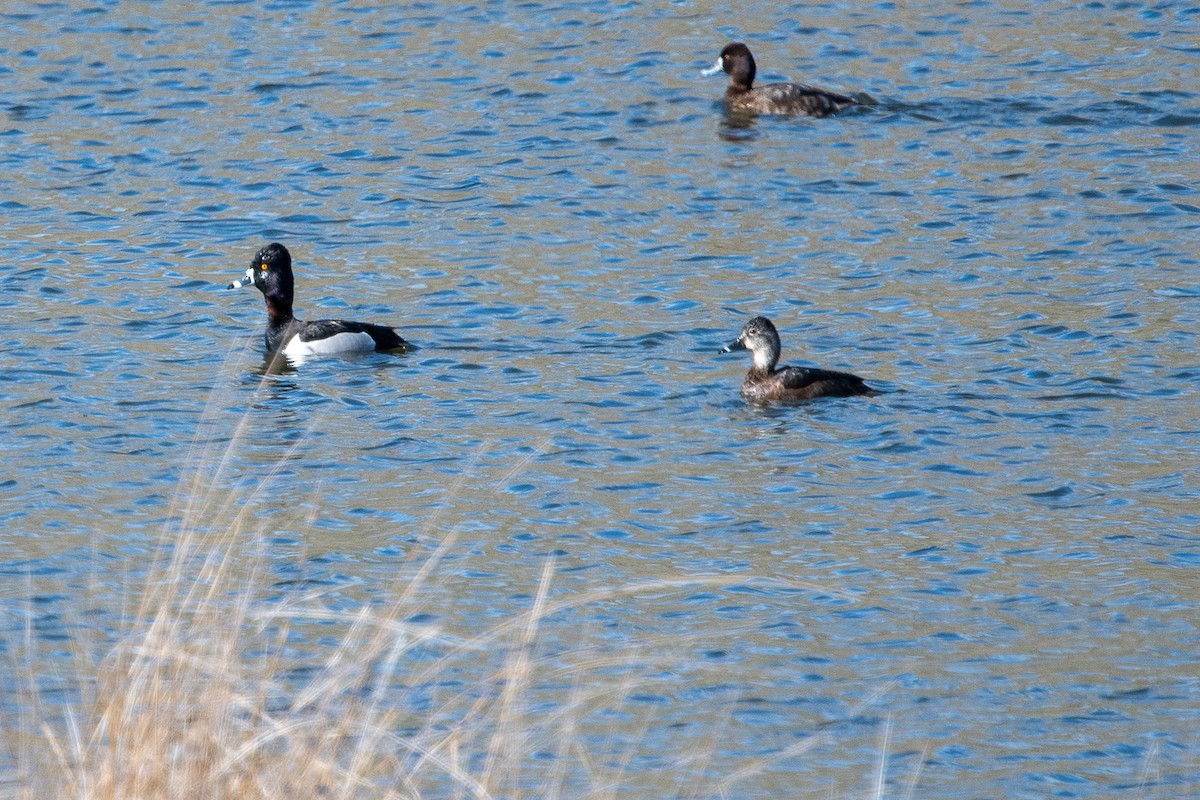 Ring-necked Duck - ML617611881