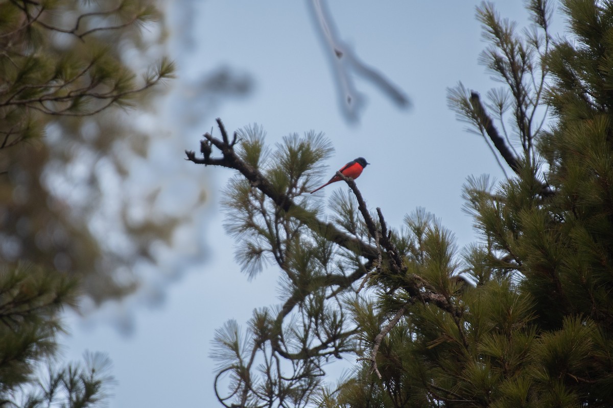 Long-tailed Minivet - ML617611889