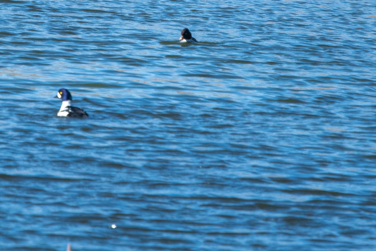 Barrow's Goldeneye - ML617611915