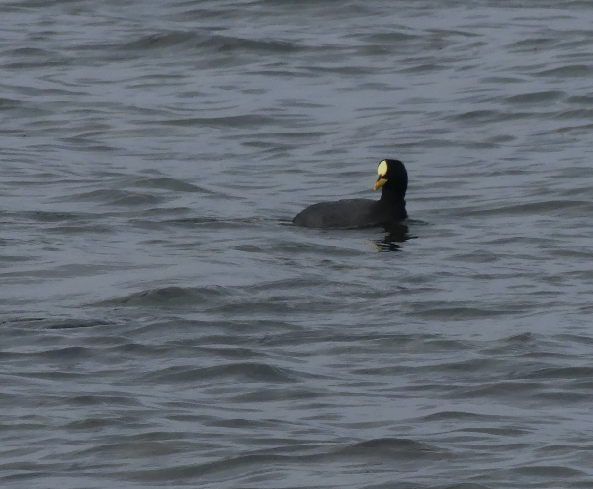 Red-gartered Coot - joaquin vial