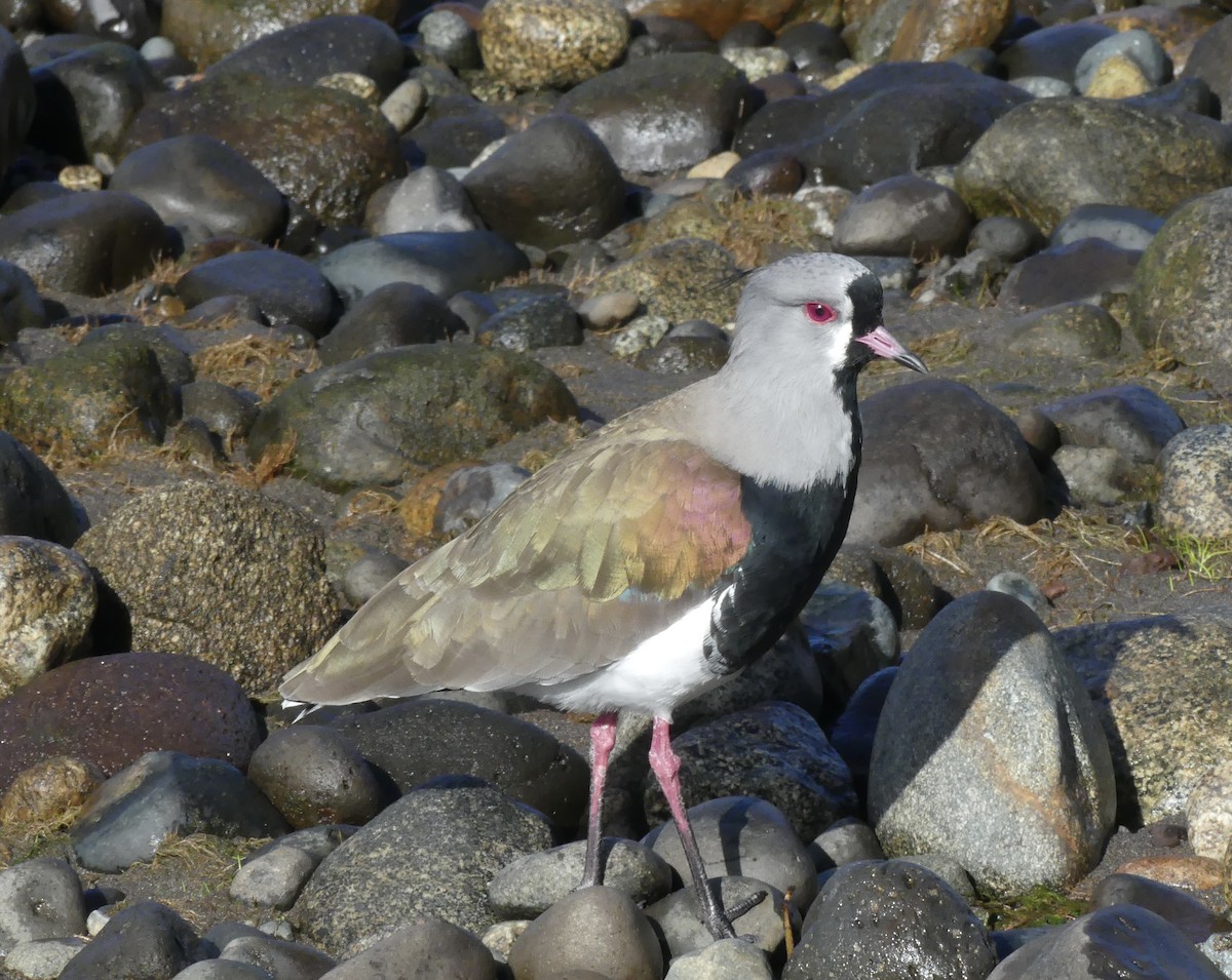 Southern Lapwing - joaquin vial