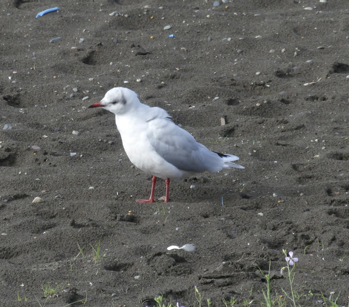 Brown-hooded Gull - joaquin vial