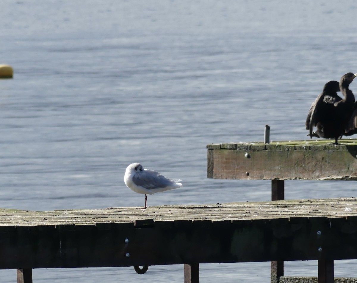 Brown-hooded Gull - joaquin vial