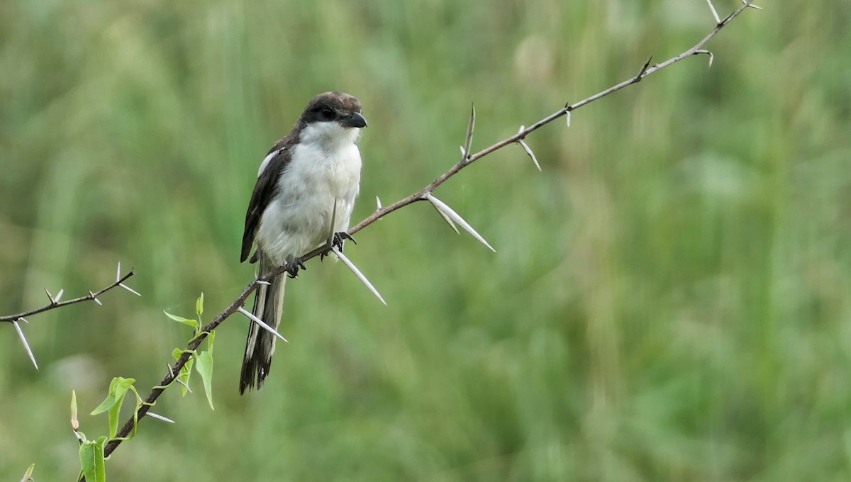 Southern Fiscal - Hubert Söhner