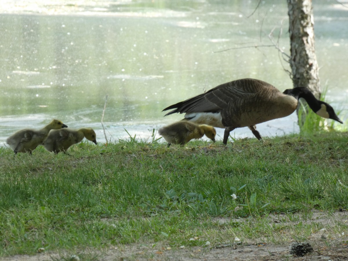 Canada Goose - ML617611944