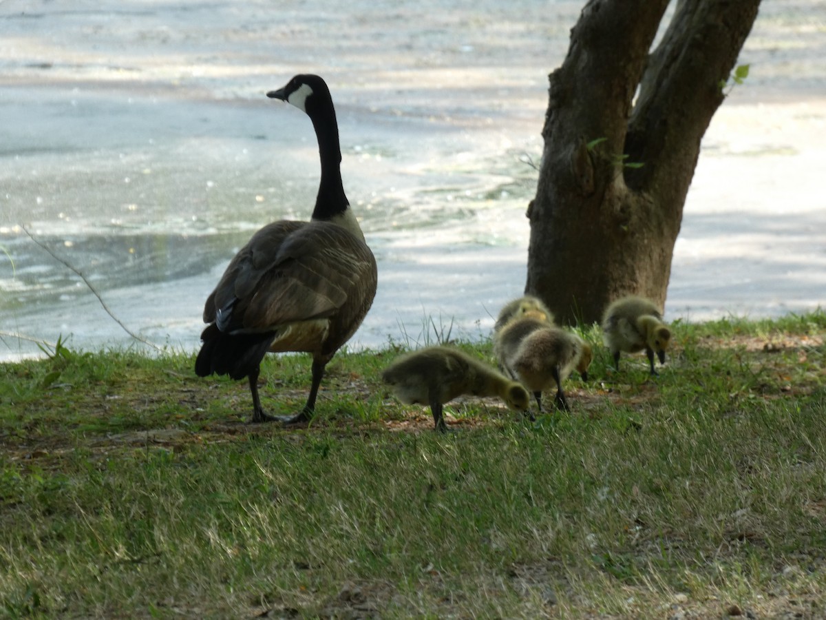 Canada Goose - ML617611945