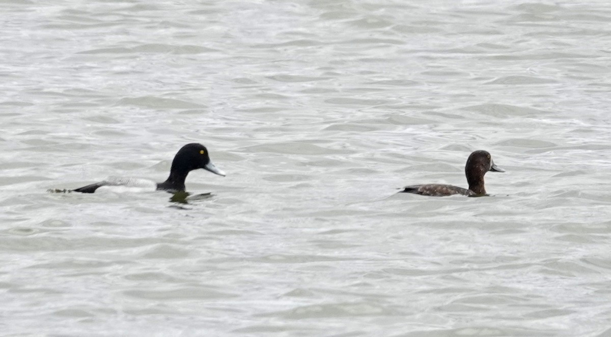 Greater Scaup - ML617611954