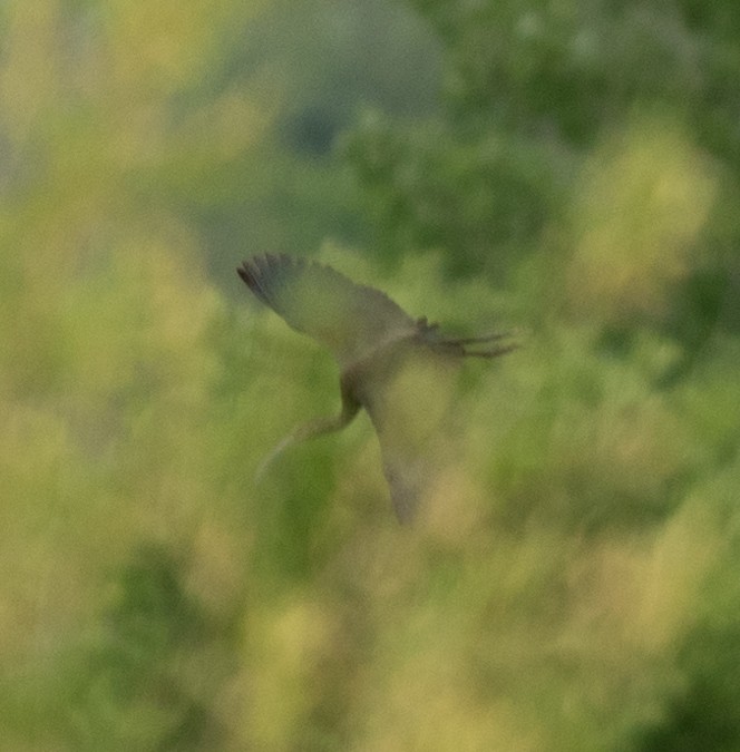 White-faced Ibis - ML617611965