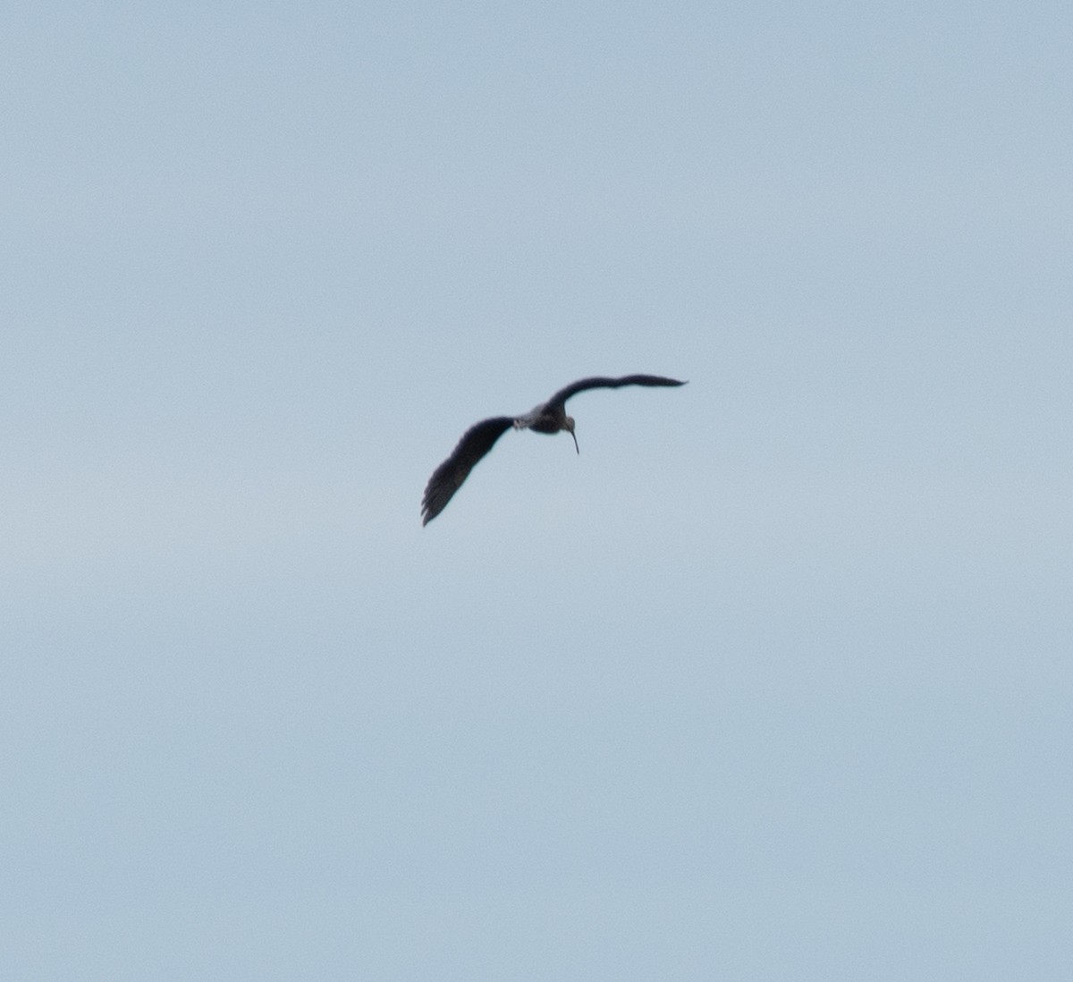 White-faced Ibis - Hunter Griffey