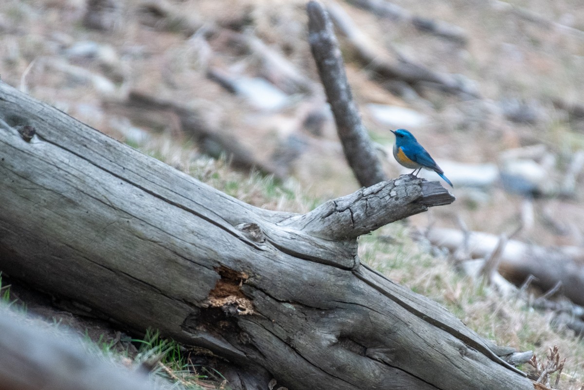 Himalayan Bluetail - ML617611975