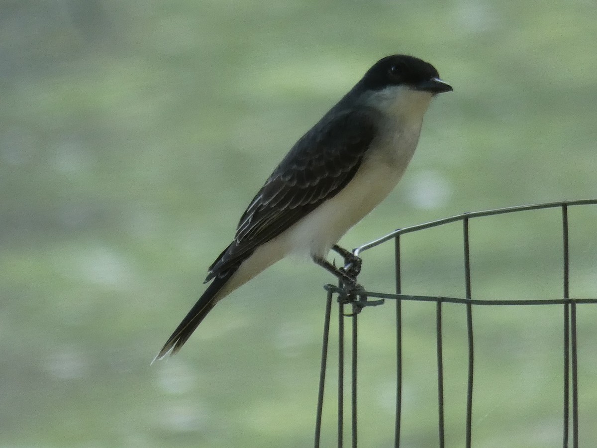 Eastern Kingbird - ML617611981