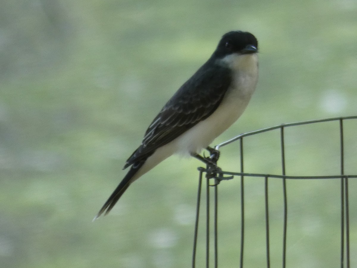 Eastern Kingbird - ML617611983