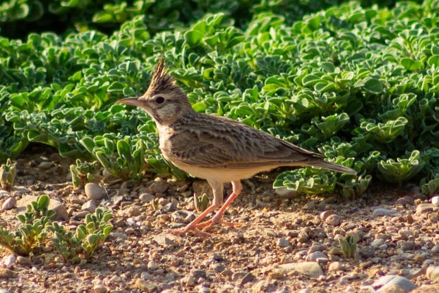 Crested Lark - ML617611997