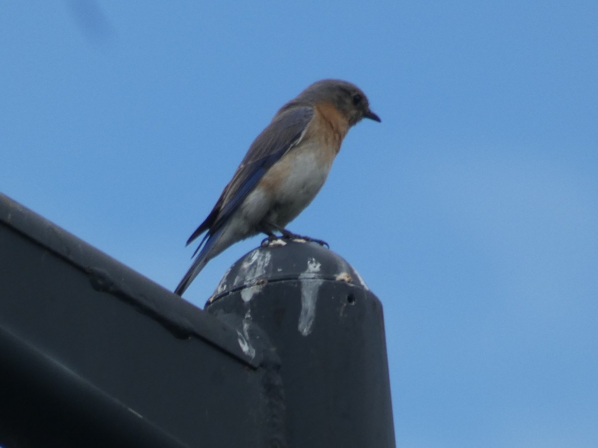 Eastern Bluebird - ML617612003