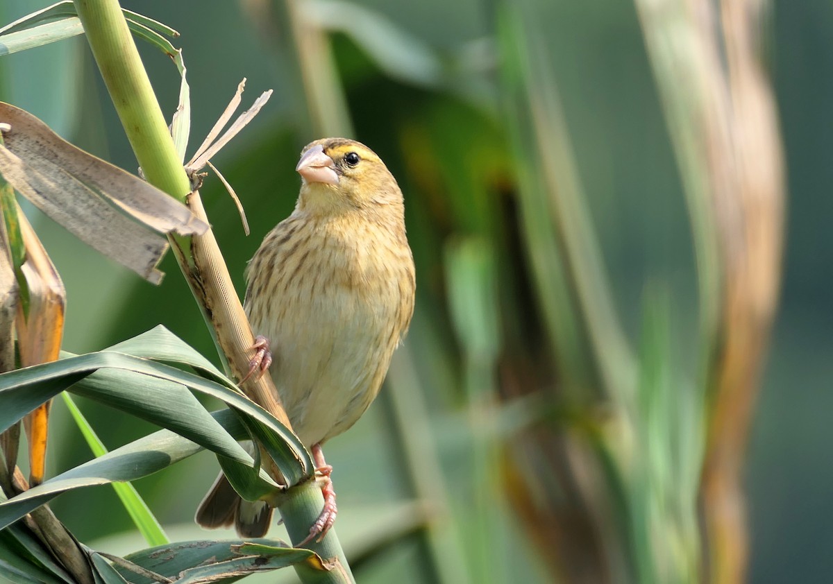 Southern Red Bishop - Hubert Söhner