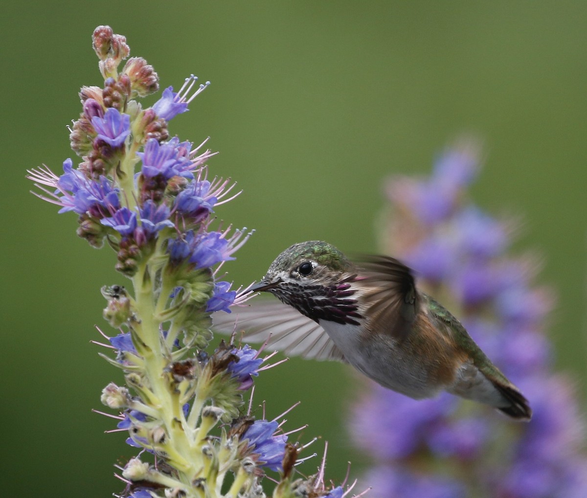 Calliope Hummingbird - Hugh Ranson