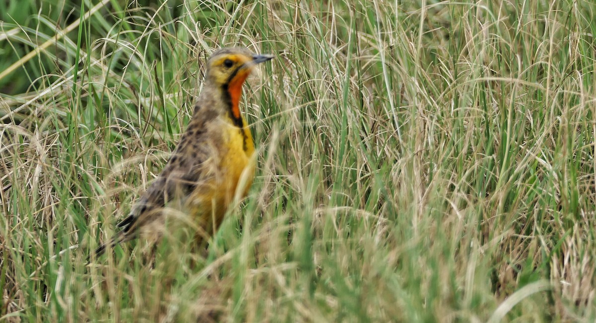 Orange-throated Longclaw - ML617612054