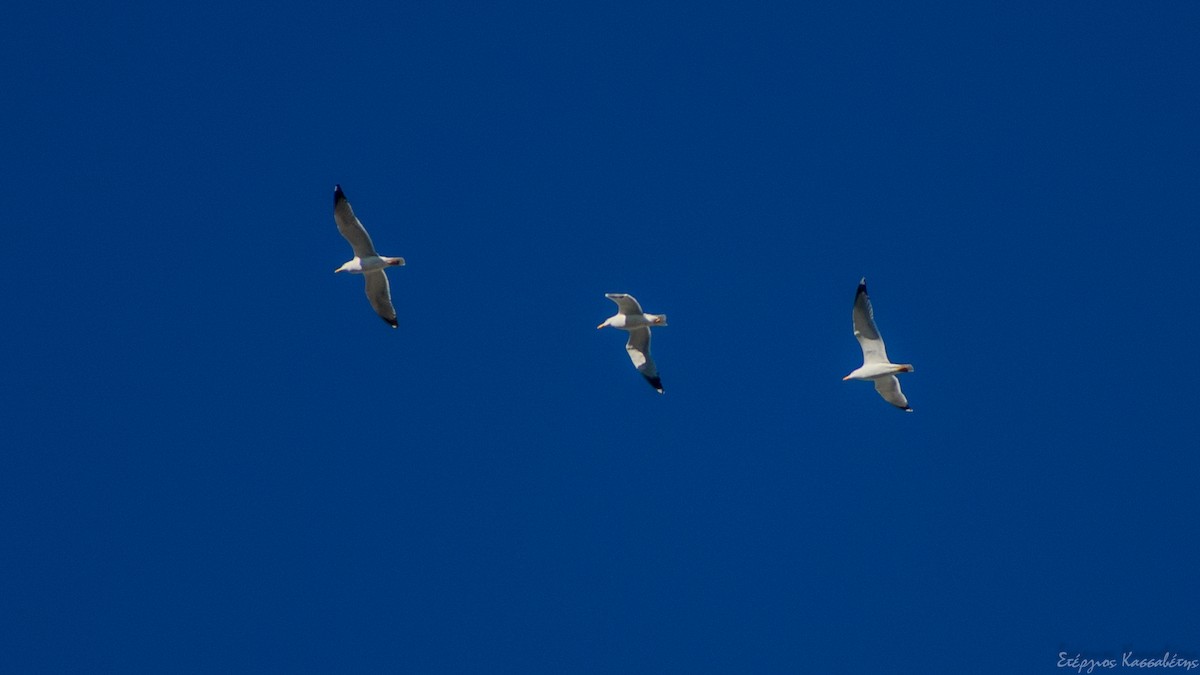 Yellow-legged Gull - ML617612084