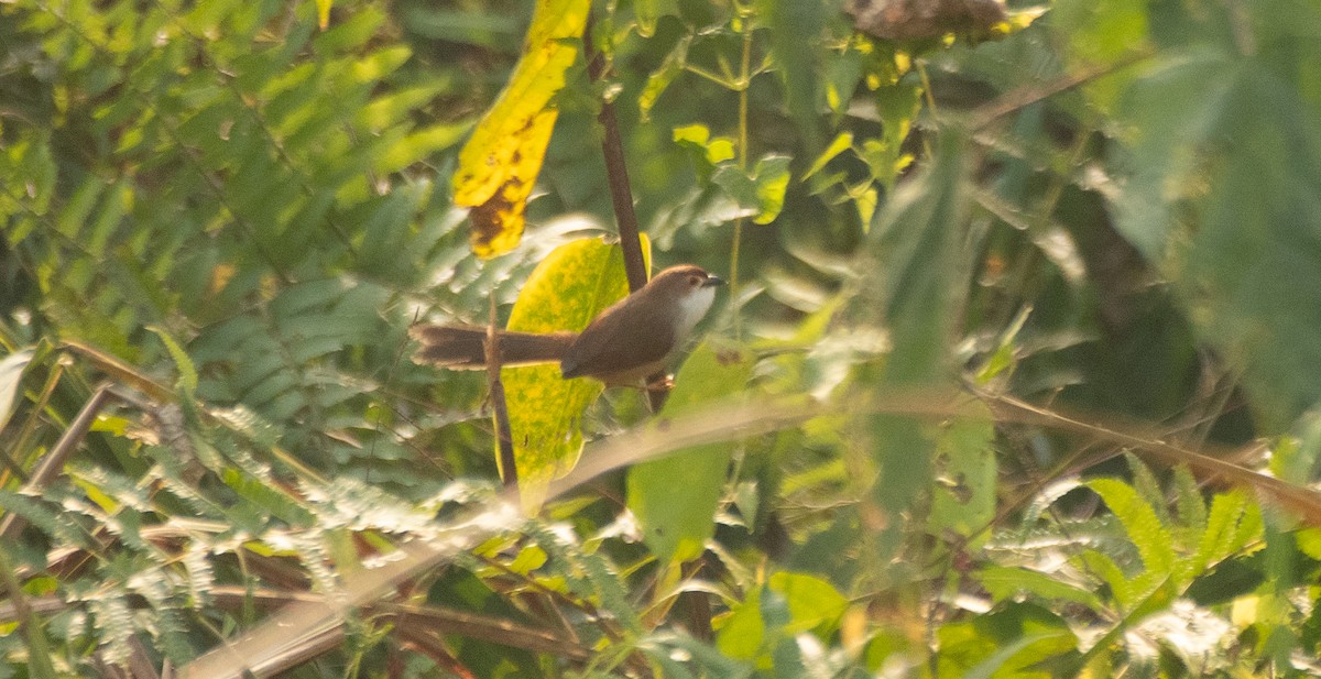 Yellow-eyed Babbler - Anuj Ghimire