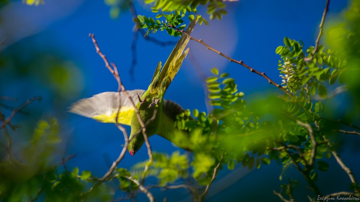 Rose-ringed Parakeet - ML617612097