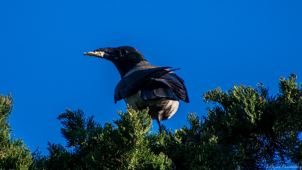 Hooded Crow - ML617612099