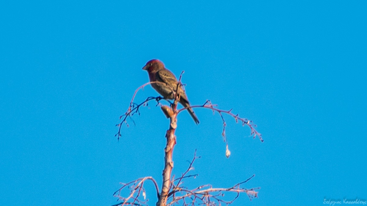 House Finch - ML617612129