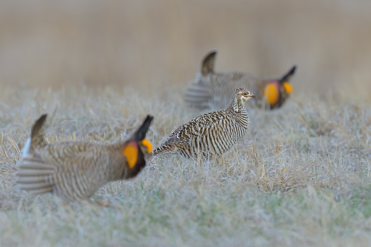 Greater Prairie-Chicken - Nina Hale